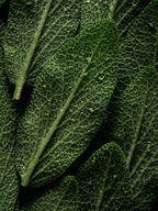 Exfoliant Capillaire Revitalisant