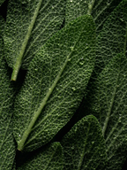 Huile ScalpTreatment